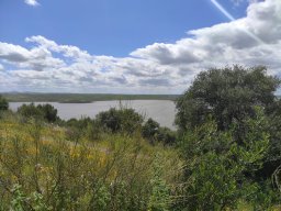 Flora del Cerro Masatrigo